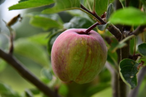 Appels uit eigen tuin